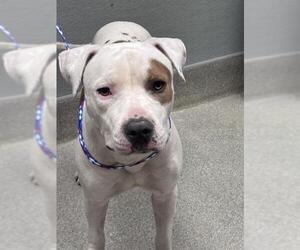 Mutt Dogs for adoption in Las Vegas, NV, USA