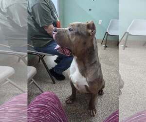 Mutt Dog for Adoption in Martinsburg, West Virginia USA