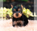 Small Photo #90 Yorkshire Terrier Puppy For Sale in WARSAW, IN, USA