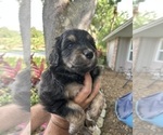 Small Photo #41 Aussiedoodle Puppy For Sale in LONGWOOD, FL, USA