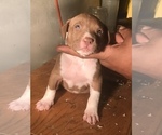 Small Photo #5 American Bully Puppy For Sale in CO SPGS, CO, USA