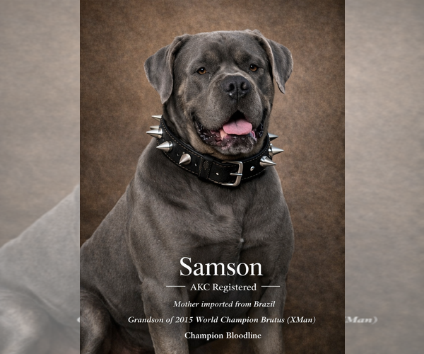 Medium Photo #1 Cane Corso Puppy For Sale in BANGS, TX, USA