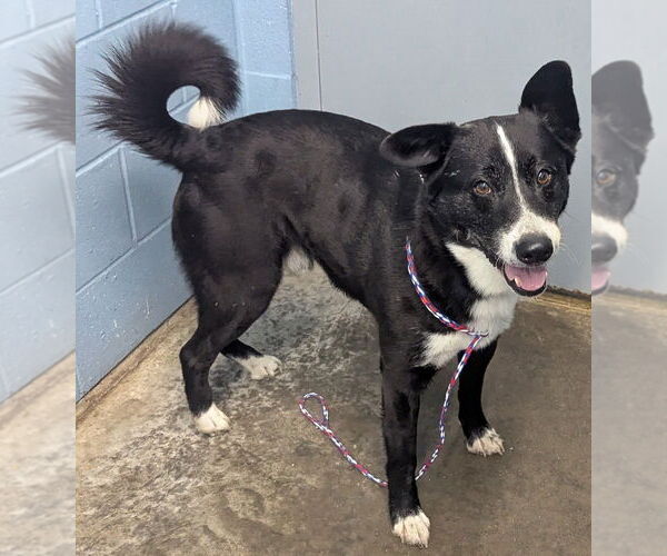Medium Photo #3 Border Collie-Unknown Mix Puppy For Sale in Evansville, IN, USA