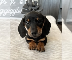 Dachshund Puppy for sale in FRANKLIN, IN, USA