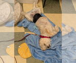 Small Photo #7 Mutt Puppy For Sale in Philadelphia, PA, USA
