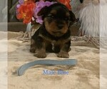 Small Photo #16 Yorkshire Terrier Puppy For Sale in MERCED, CA, USA