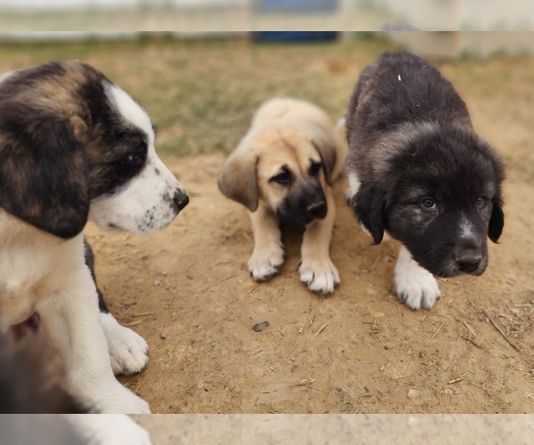 Medium Photo #12 Anatolian Shepherd Puppy For Sale in CUMBY, TX, USA