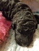 Small Photo #4 Poodle (Standard) Puppy For Sale in ZEPHYRHILLS, FL, USA