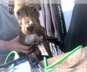 American Staffordshire Terrier-Unknown Mix Dogs for adoption in Tallahassee, FL, USA