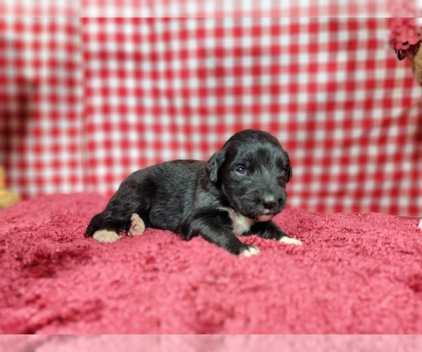Medium Photo #68 Golden Mountain Dog Puppy For Sale in BLACK FOREST, CO, USA