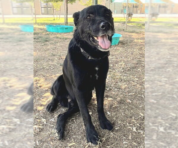 Medium Photo #1 Labrador Retriever-Unknown Mix Puppy For Sale in Sacramento, CA, USA