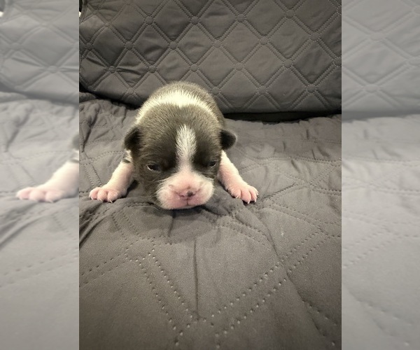 Medium Photo #5 Boston Terrier Puppy For Sale in FREDONIA, KS, USA