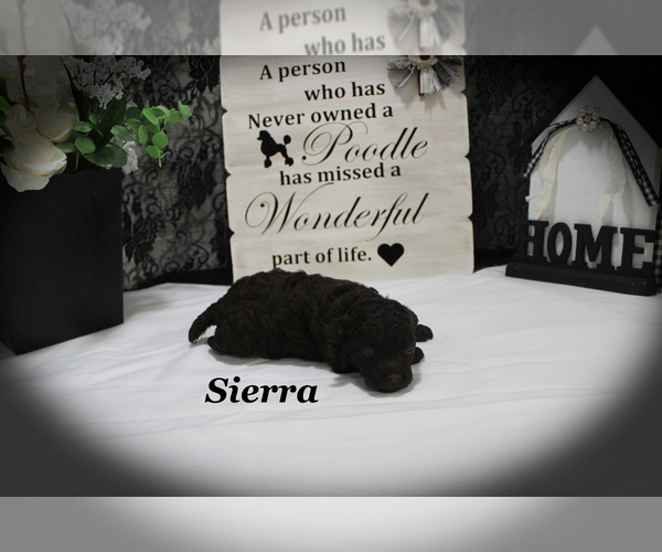 Medium Photo #7 Poodle (Toy) Puppy For Sale in CHANUTE, KS, USA