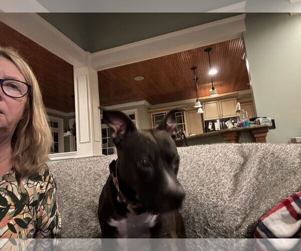 Medium Photo #2 American Pit Bull Terrier-Unknown Mix Puppy For Sale in Holly Springs, NC, USA