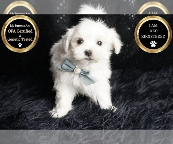 Medium Photo #5 Maltese Puppy For Sale in WARSAW, IN, USA