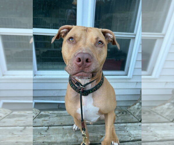 Medium Photo #3 American Pit Bull Terrier-Unknown Mix Puppy For Sale in Brewster, NY, USA