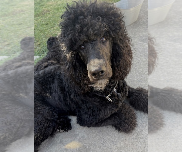 Medium Photo #1 Poodle (Standard) Puppy For Sale in FONTANA, CA, USA