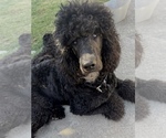 Small Photo #1 Poodle (Standard) Puppy For Sale in FONTANA, CA, USA
