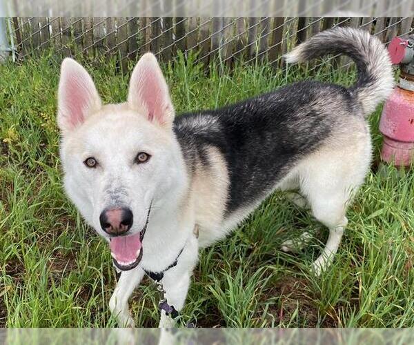 Medium Photo #2 Gerberian Shepsky Puppy For Sale in Santa Rosa, CA, USA