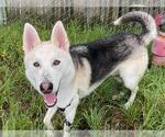 Small #1 Gerberian Shepsky