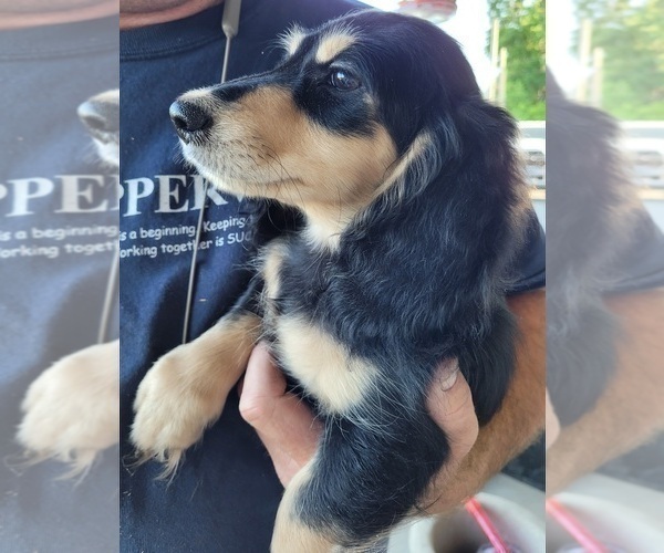 Medium Photo #1 Dachshund Puppy For Sale in FAYETTEVILLE, TN, USA