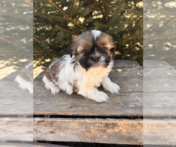 Medium Photo #2 Shih Tzu Puppy For Sale in MIDDLEBURY, IN, USA