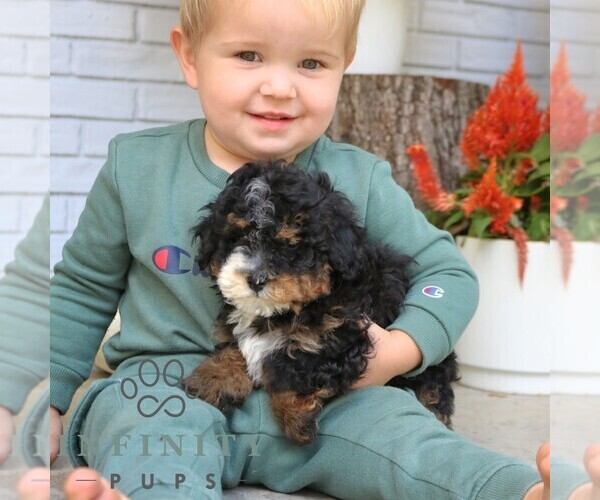 Medium Photo #5 Bernedoodle (Miniature) Puppy For Sale in PARADISE, PA, USA
