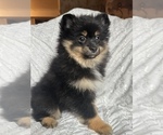 Small Photo #3 Pomeranian Puppy For Sale in ARNOLD, MD, USA