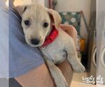 Small #1 Chihuahua Mix