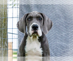 Small #2 Great Dane
