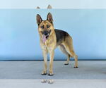 Small #1 German Shepherd Dog