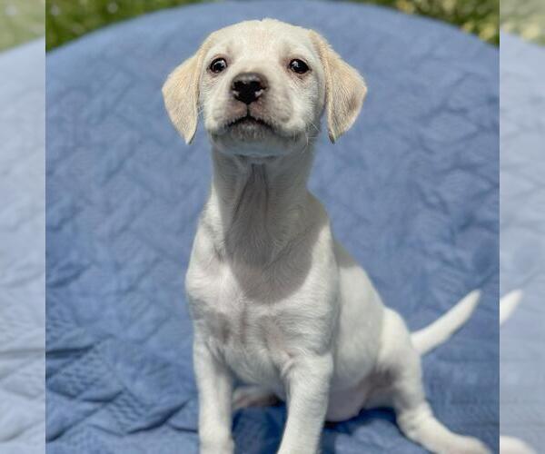 Medium Photo #4 Colonial Cocker Spaniel-Unknown Mix Puppy For Sale in San Diego, CA, USA