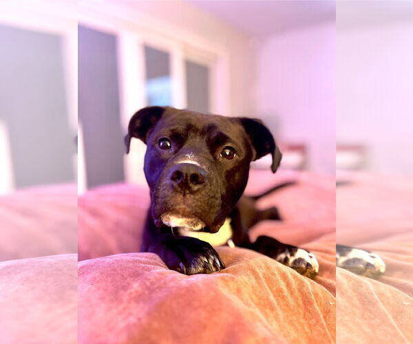 Medium Photo #2 American Staffordshire Terrier-Rottweiler Mix Puppy For Sale in Holly Springs, NC, USA