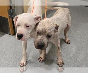 Boxer-Unknown Mix Dogs for adoption in Orange, CA, USA
