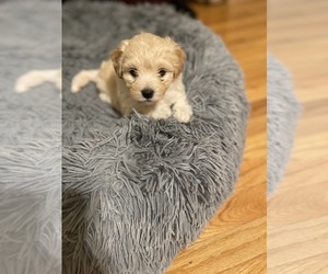 Cavapoo Puppy for sale in CLEVELAND, TN, USA