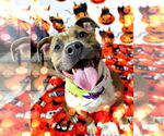 Small #3 American Pit Bull Terrier