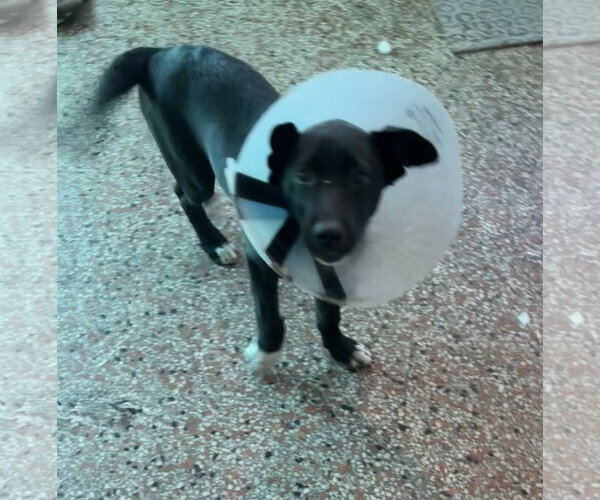 Medium Photo #7 Siberian Husky-Unknown Mix Puppy For Sale in Sanford, FL, USA