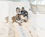 Small #13 French Bulldog