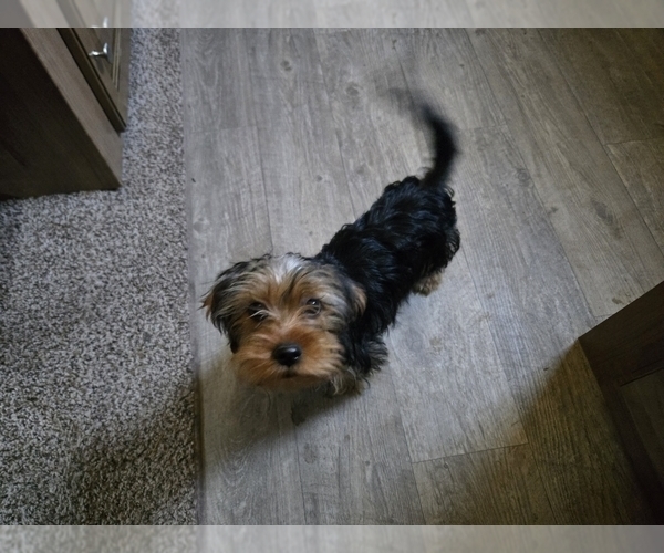 Medium Photo #5 Yorkshire Terrier Puppy For Sale in NORTHGLENN, CO, USA