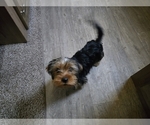 Small #4 Yorkshire Terrier