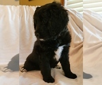 Small #8 Bernedoodle