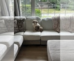 Small #7 Australian Shepherd