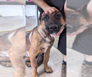 German Shepherd Dog Dogs for adoption in San Bernardino, CA, USA