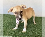 Small #2 Mutt