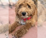 Small Photo #23 Goldendoodle-Poodle (Toy) Mix Puppy For Sale in MENIFEE, CA, USA