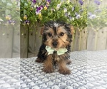 Small #3 Yorkshire Terrier