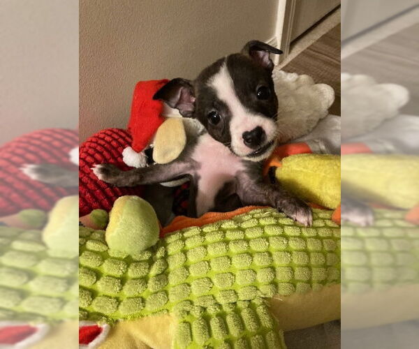 Medium Photo #11 Mutt Puppy For Sale in Plainfield, IL, USA