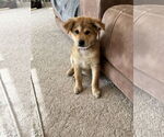 Small Labrador Retriever Mix