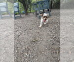 Small #1 Poodle (Miniature) Mix