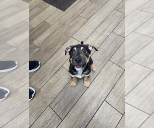 Medium Photo #1 Mutt Puppy For Sale in Rowlett, TX, USA